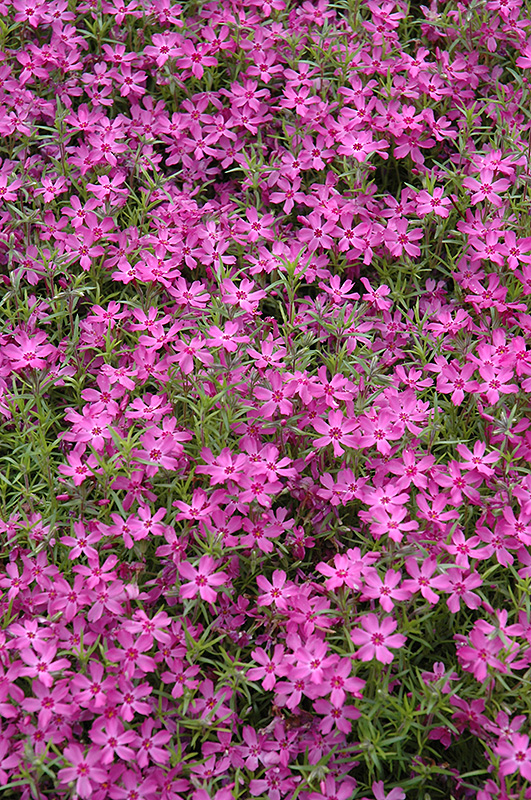 Crimson Beauty Moss Phlox (Phlox subulata 'Crimson Beauty') at Tagawa Gardens