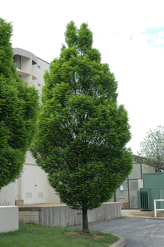 Pyramidal European Hornbeam (Carpinus betulus 'Fastigiata') at Tagawa Gardens