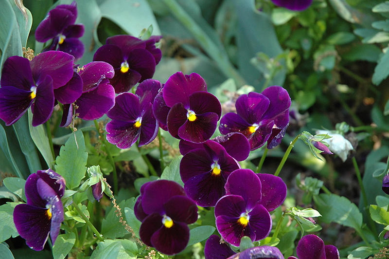 Matrix Purple Pansy (Viola 'PAS770616') at Tagawa Gardens
