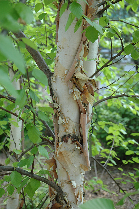 Heritage River Birch (Betula nigra 'Heritage') at Tagawa Gardens