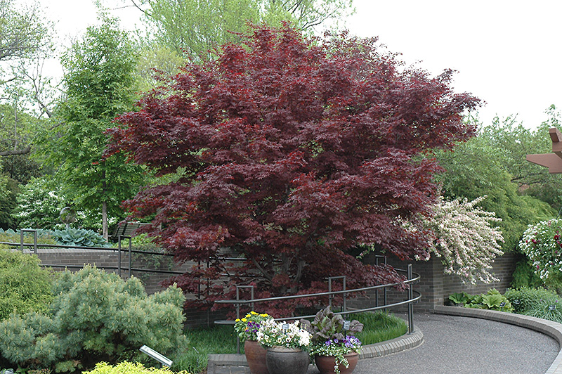Bloodgood Japanese Maple (Acer palmatum 'Bloodgood') at Tagawa Gardens