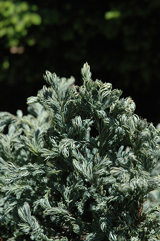Curly Tops Moss Falsecypress (Chamaecyparis pisifera 'Curly Tops') at Tagawa Gardens