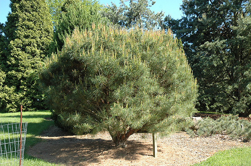 Compact Japanese Umbrella Pine Pinus Densiflora Umbraculifera Compacta In Denver Centennial Littleton Aurora Parker Colorado Co At Tagawa Gardens