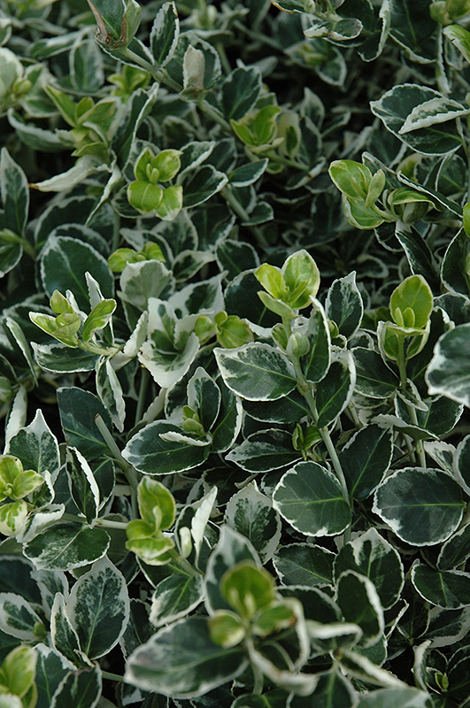 Ivory Jade Wintercreeper Euonymus Fortunei Ivory Jade In