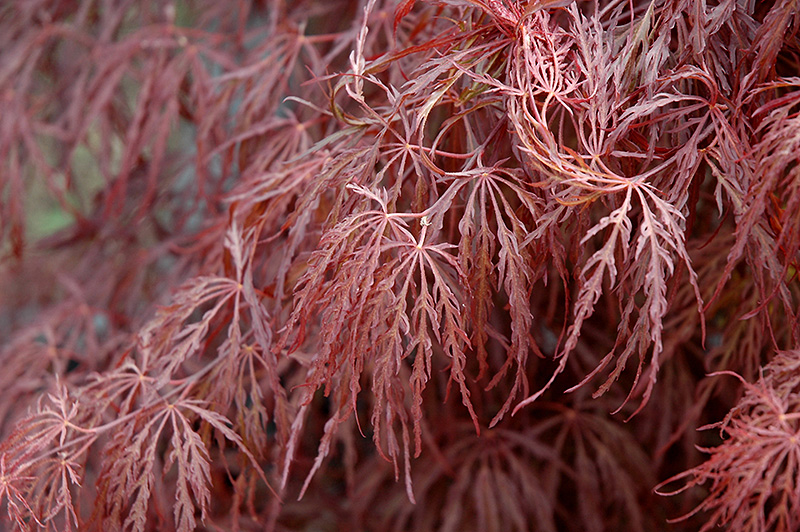 Crimson Queen Japanese Maple (Acer palmatum 'Crimson Queen') at Tagawa Gardens