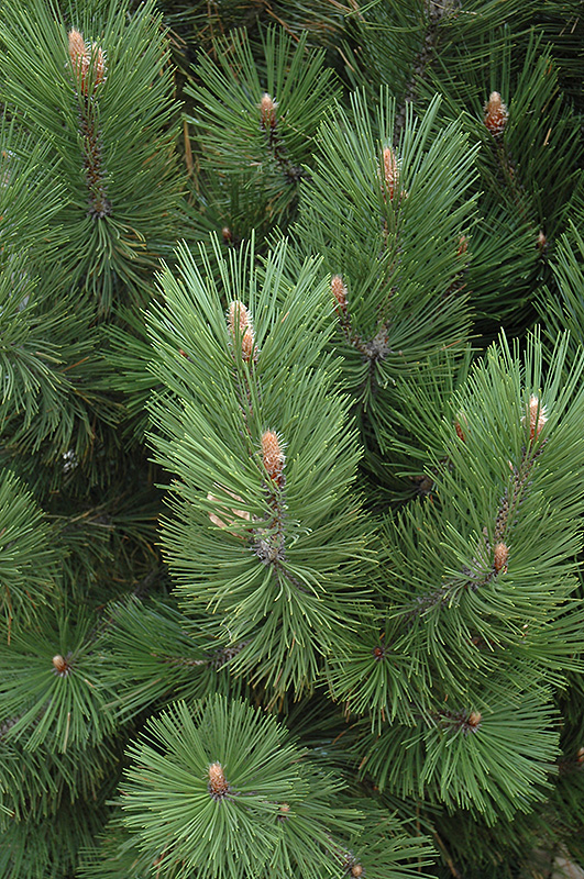 Emerald Arrow Bosnian Pine (Pinus heldreichii 'Emerald Arrow') at Tagawa Gardens