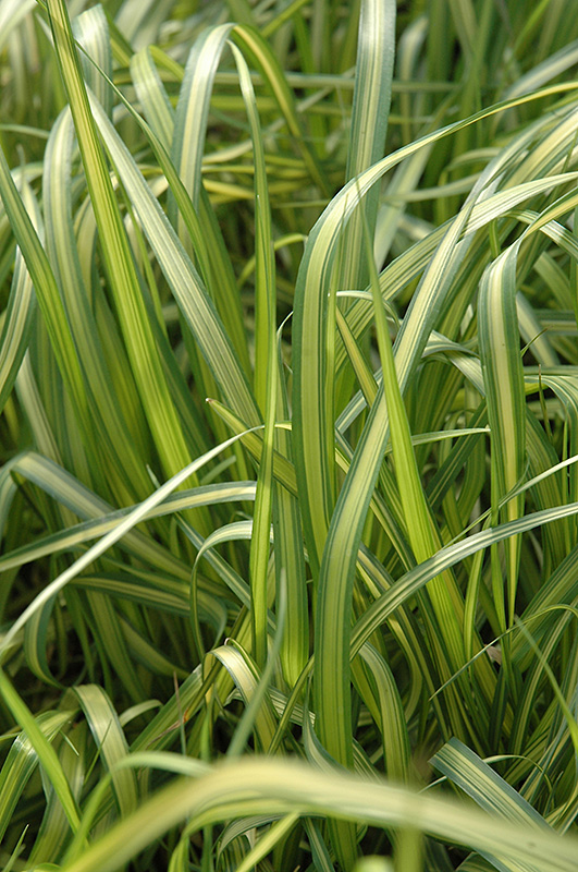 El Dorado Feather Reed Grass (Calamagrostis x acutiflora 'El Dorado') at Tagawa Gardens