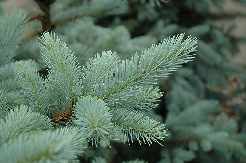 Bacheri Blue Spruce (Picea pungens 'Bacheri') at Tagawa Gardens