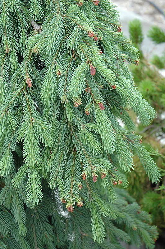 Weeping White Spruce (Picea glauca 'Pendula') at Tagawa Gardens