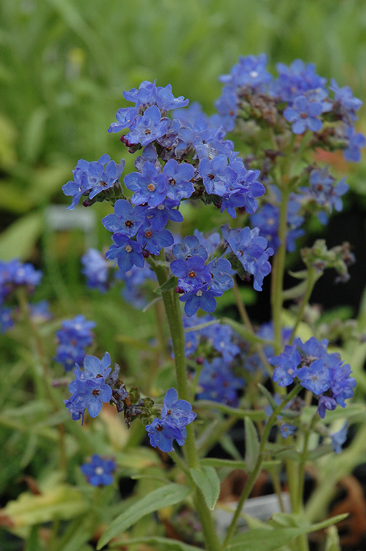 Blue Angel Summer Forget-Me-Not (Anchusa capensis 'Blue Angel') at Tagawa Gardens