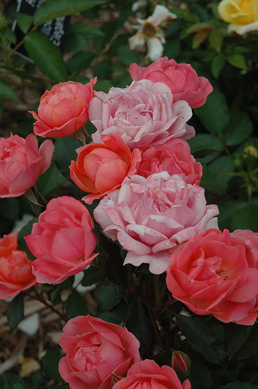 Carefree Celebration Rose (Rosa 'Carefree Celebration') at Tagawa Gardens