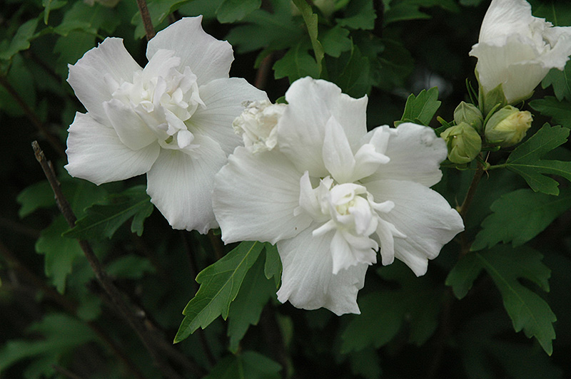 Jeanne D'Arc Rose Of Sharon (Hibiscus syriacus 'Jeanne D'Arc') at Tagawa Gardens