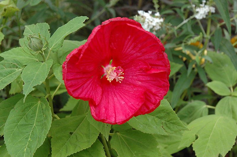 Disco Belle Rosy Red Hibiscus (Hibiscus moscheutos 'Disco Belle Rosy Red') at Tagawa Gardens