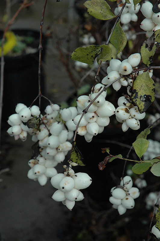 Snowberry (Symphoricarpos albus) at Tagawa Gardens