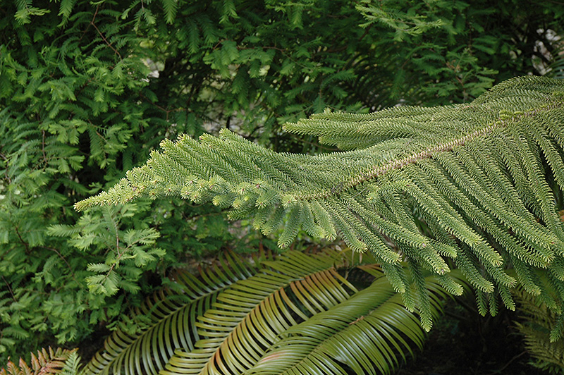 Norfolk Island Pine (Araucaria heterophylla) at Tagawa Gardens