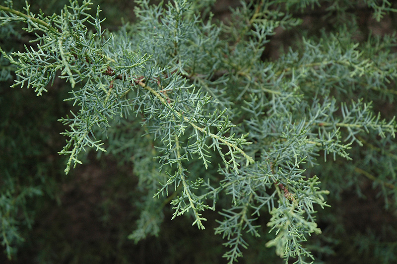 Smooth Cypress (Cupressus arizonica 'var. glabra') at Tagawa Gardens
