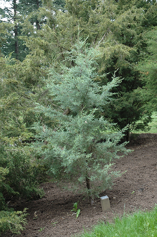 Smooth Cypress (Cupressus arizonica 'var. glabra') at Tagawa Gardens