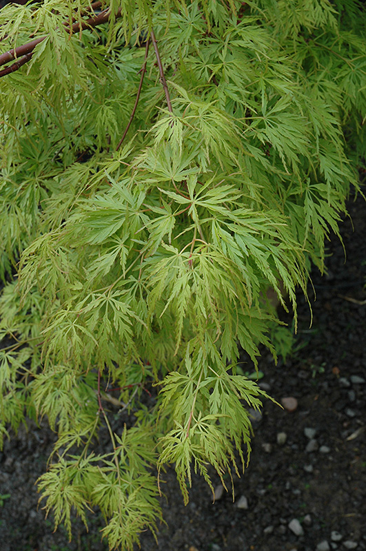 Seiryu Japanese Maple (Acer palmatum 'Seiryu') at Tagawa Gardens