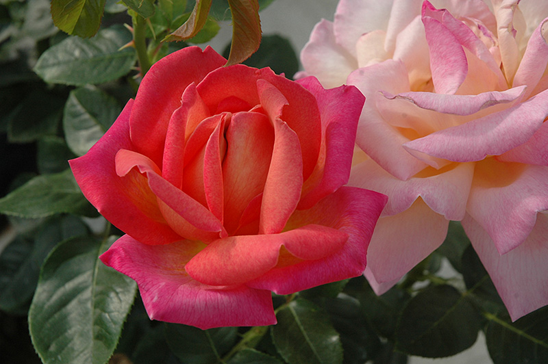 Chicago Peace Rose (Rosa 'Chicago Peace') at Tagawa Gardens