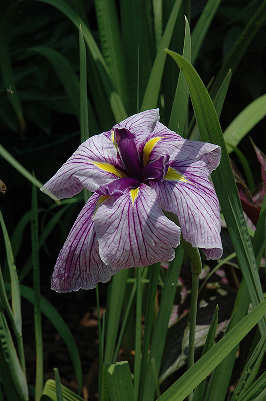 Japanese Water Iris (Iris ensata) at Tagawa Gardens