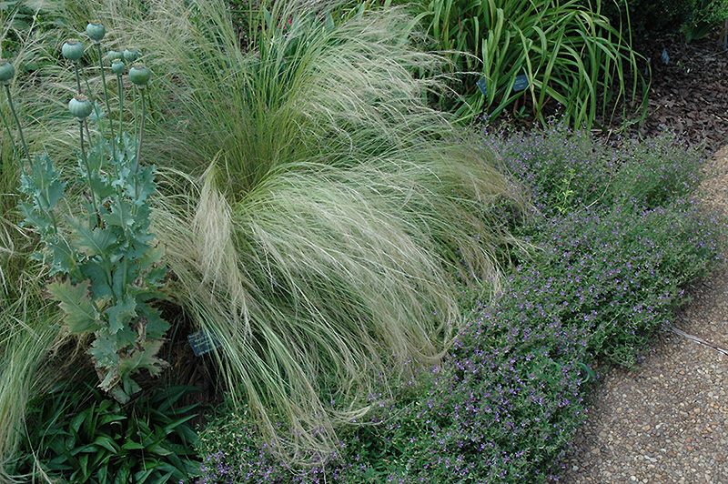 Mexican Feather Grass (Nassella tenuissima) at Tagawa Gardens