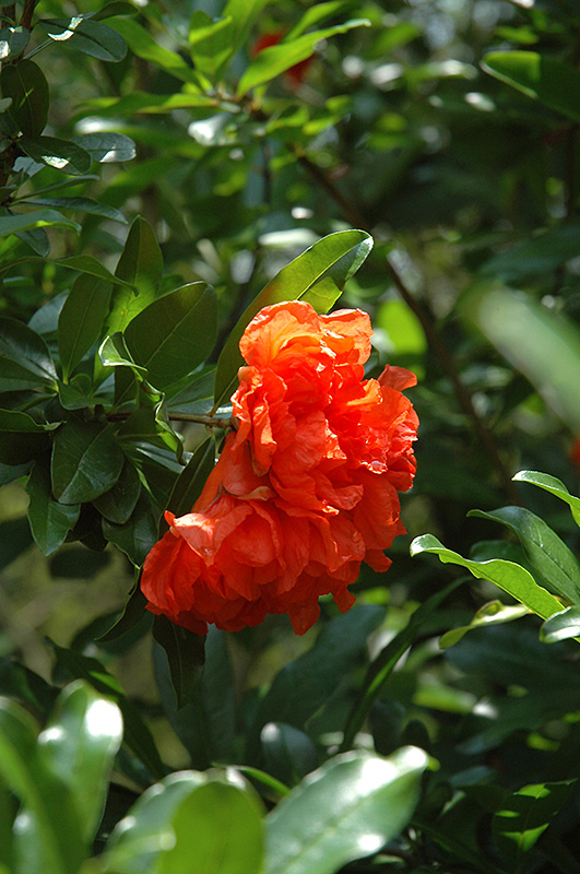 Dwarf Pomegranate (Punica granatum 'Nana') at Tagawa Gardens