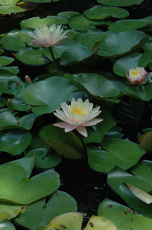 Barbara Dobbins Hardy Water Lily (Nymphaea 'Barbara Dobbins') at Tagawa Gardens