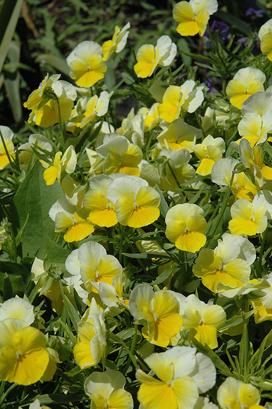 Panola Primrose Pansy (Viola x wittrockiana 'Panola Primrose') at Tagawa Gardens