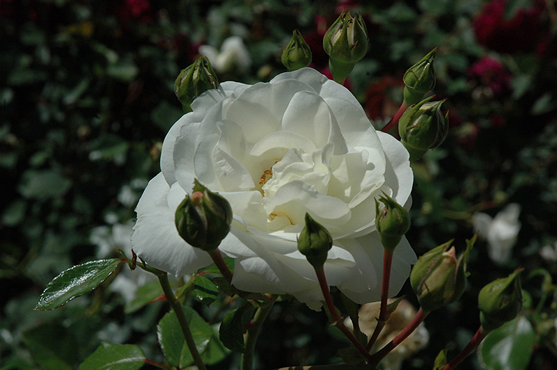 White Dawn Rose (Rosa 'White Dawn') at Tagawa Gardens