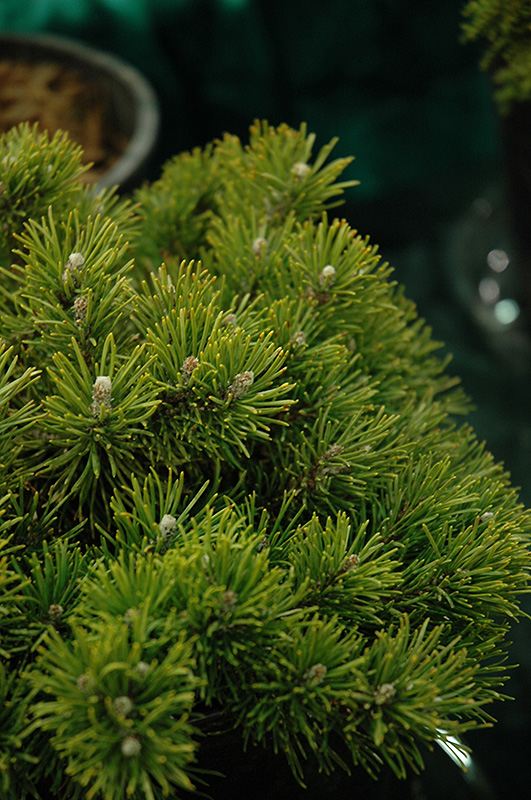 Mitsch Mini Mugo Pine (Pinus mugo 'Mitsch Mini') at Tagawa Gardens