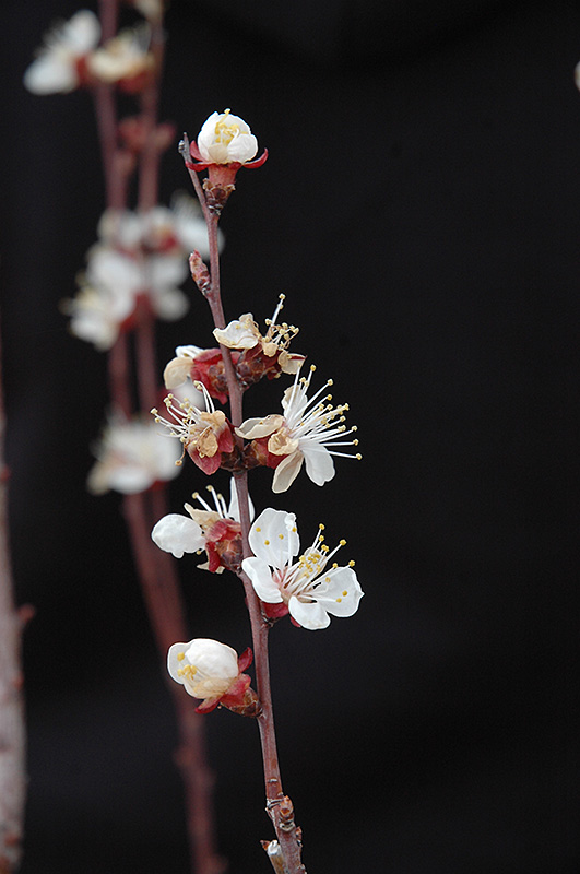 Chinese Apricot (Prunus armeniaca 'Chinese') at Tagawa Gardens