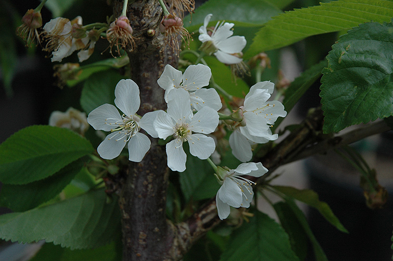 Rainier Cherry (Prunus avium 'Rainier') at Tagawa Gardens