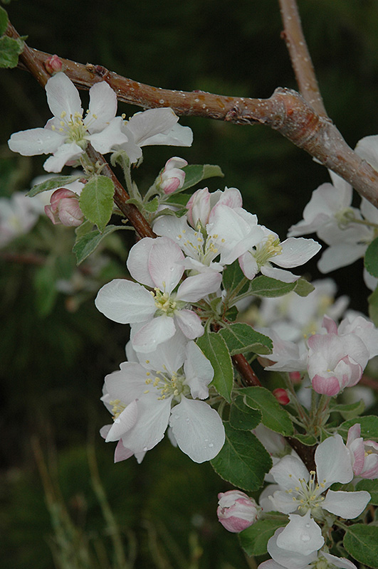 Pink Lady Apple (Malus 'Pink Lady') at Tagawa Gardens