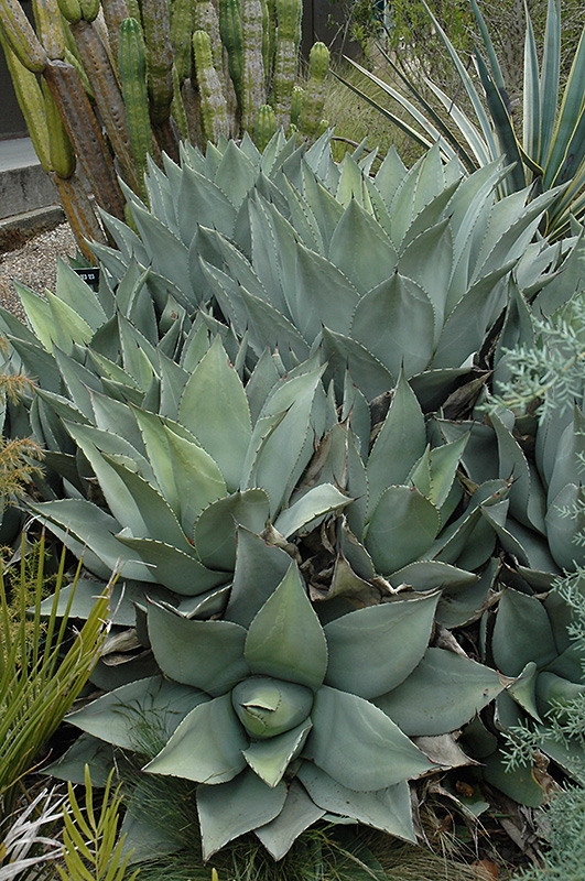 Parry's Agave (Agave parryi) at Tagawa Gardens