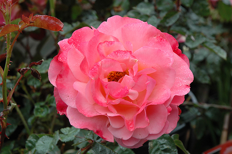 Colorific Rose (Rosa 'Colorific') at Tagawa Gardens