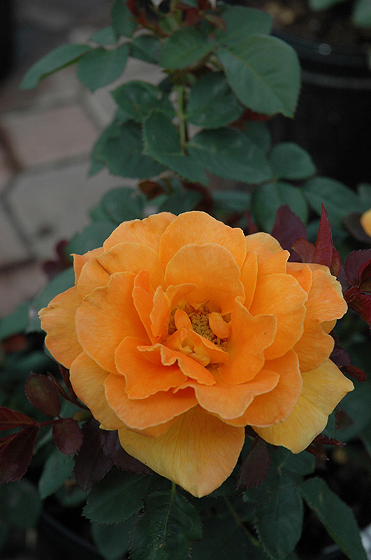 Vavoom Rose (Rosa 'Vavoom') at Tagawa Gardens