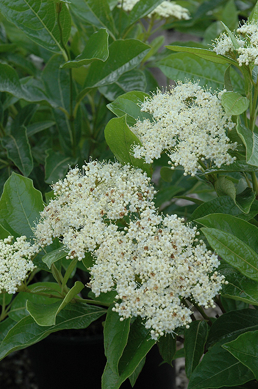Brandywine Viburnum (Viburnum nudum 'Bulk') at Tagawa Gardens