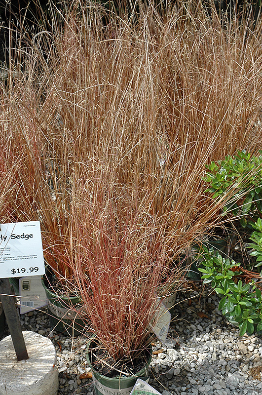 Leatherleaf Sedge (Carex buchananii) at Tagawa Gardens