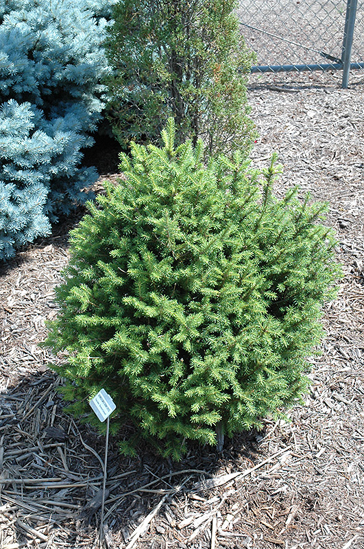 Sherwood Compact Norway Spruce (Picea abies 'Sherwood Compact') at Tagawa Gardens