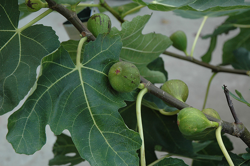 Mission Fig (Ficus carica 'Mission') at Tagawa Gardens