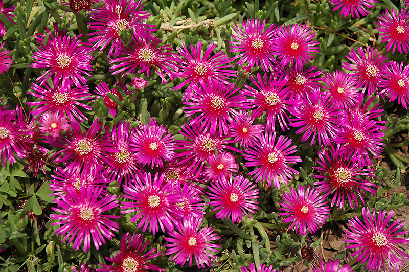 Purple Ice Plant Delosperma Cooperi In Denver Centennial Littleton Aurora Parker Colorado Co At awa Gardens