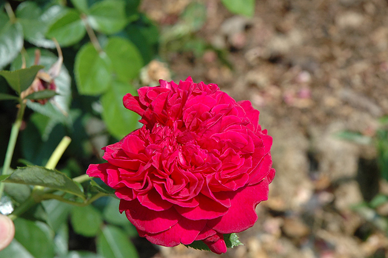 William Shakespeare Rose (Rosa 'William Shakespeare') at Tagawa Gardens