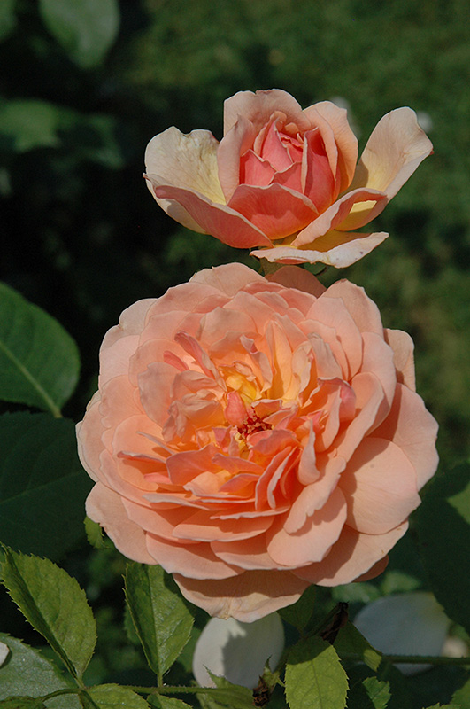 Grace Rose (Rosa 'Grace') at Tagawa Gardens