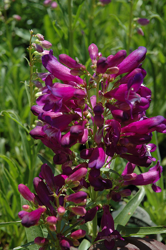 Purple tongue plant information