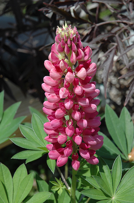 Gallery Red Lupine (Lupinus 'Gallery Red') at Tagawa Gardens