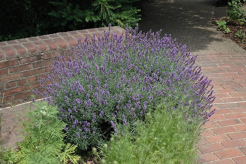 English Lavender (Lavandula angustifolia) at Tagawa Gardens