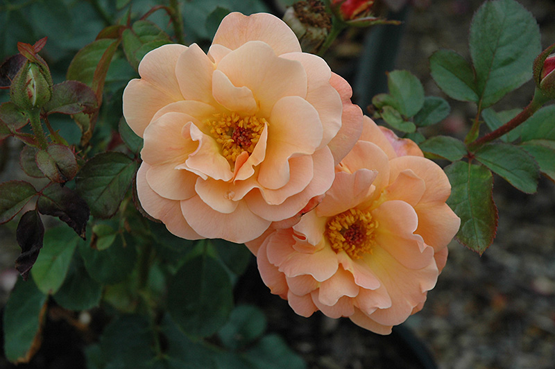 Colorific Rose (Rosa 'Colorific') at Tagawa Gardens
