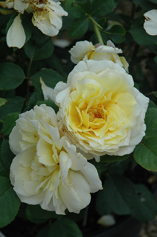 White Licorice Rose (Rosa 'White Licorice') at Tagawa Gardens
