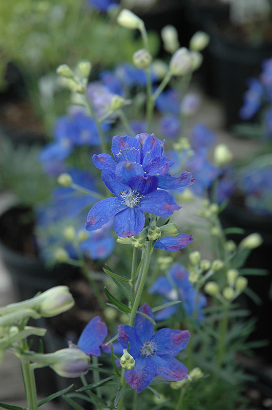 Blue Mirror Delphinium (Delphinium grandiflorum 'Blue Mirror') at Tagawa Gardens