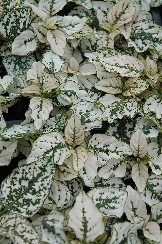 Splash Select White Polka Dot Plant (Hypoestes phyllostachya 'PAS2343') at Tagawa Gardens